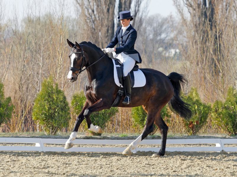 Image of elite dressage rider performing extended canter.