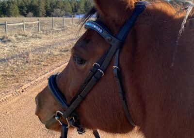 Handmade crystal browband for luxury horse bridles