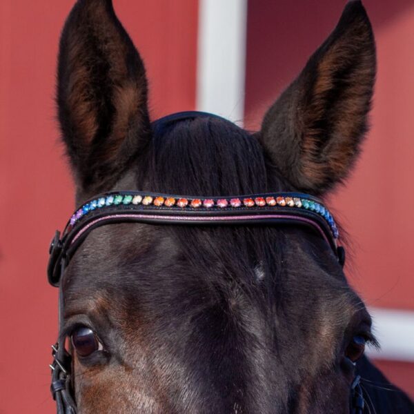 Rainbow Delight Browband - Image 4