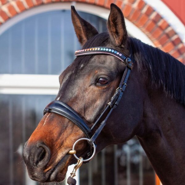 Rainbow Delight Browband - Image 5