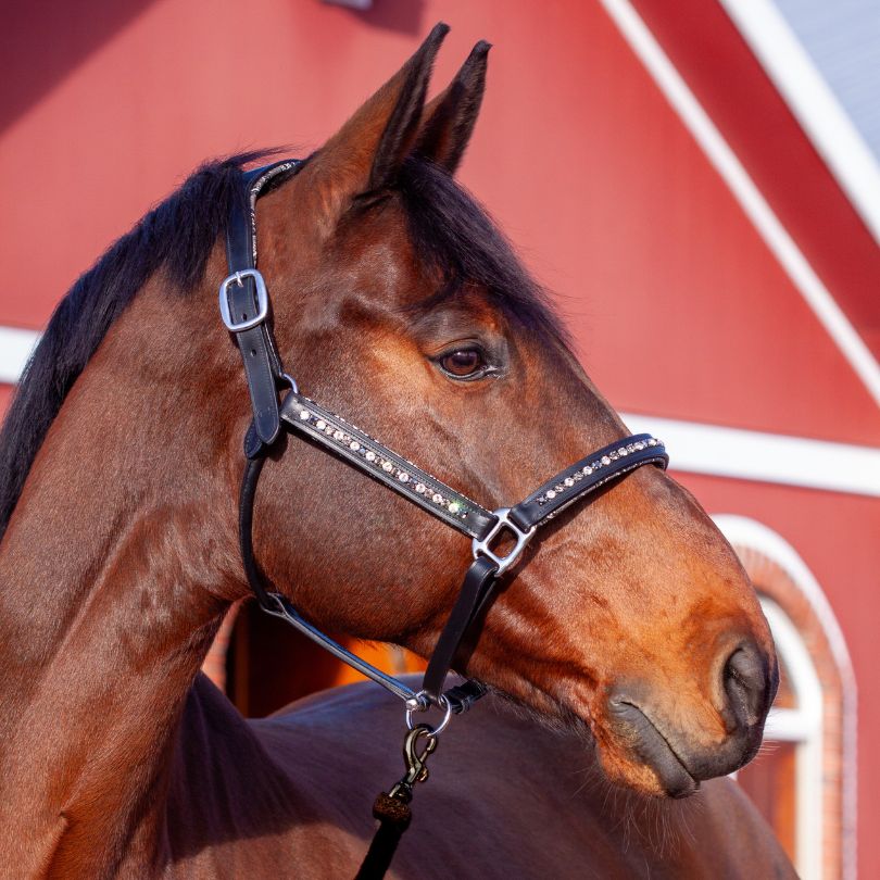 Image of handmade luxury horse halter in our luxury equestrian tack shop