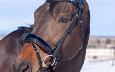 Bridle and Halter Fitting