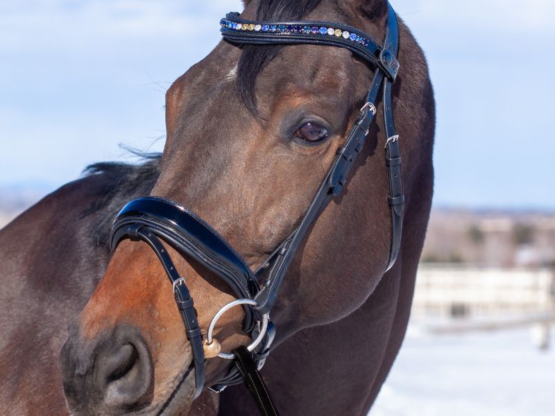 Bridle and Halter Fitting