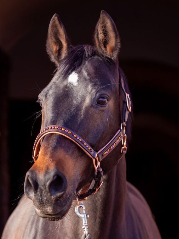 Image of luxury horse halter with crystals