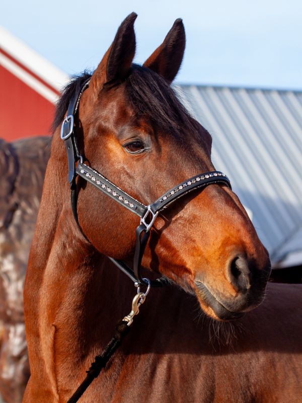 Custom horse tack luxury crystal halter