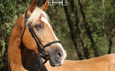 The Poll-Relief Bridle Debate