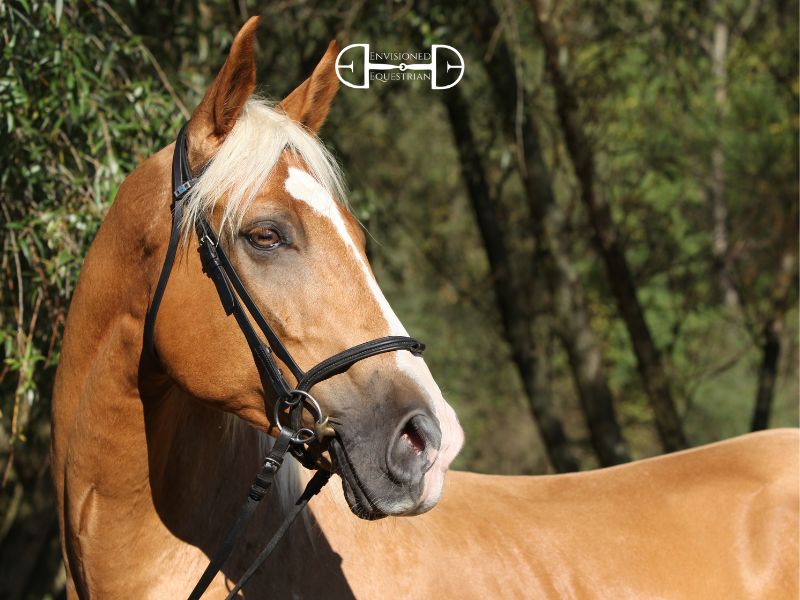 The Poll-Relief Bridle Debate