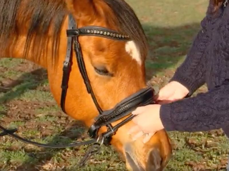 Bitless Bridle
